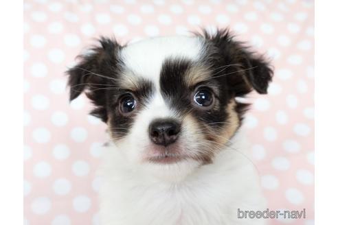 成約済の千葉県のチワワ(ロングコート)-201396の4枚目