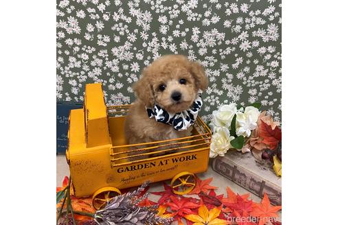 成約済の広島県のミックス犬-203553の4枚目