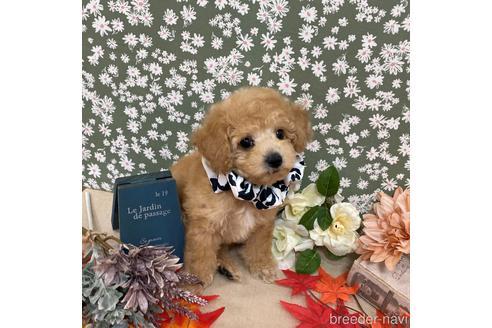 成約済の広島県のミックス犬-203553の1枚目
