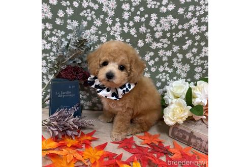 成約済の広島県のミックス犬-203553の2枚目