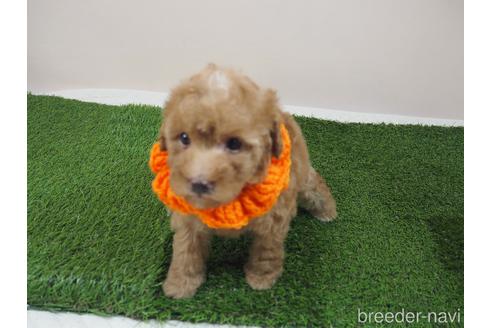 成約済の埼玉県のトイプードル-202399の1枚目