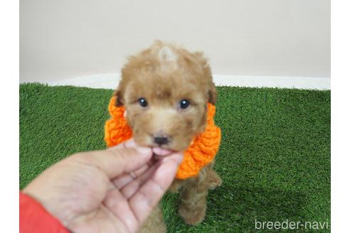 成約済の埼玉県のトイプードル-202399の5枚目