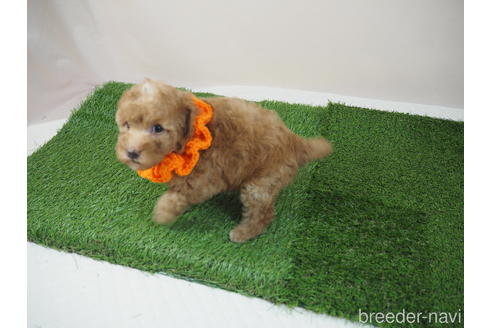 成約済の埼玉県のトイプードル-202399の4枚目