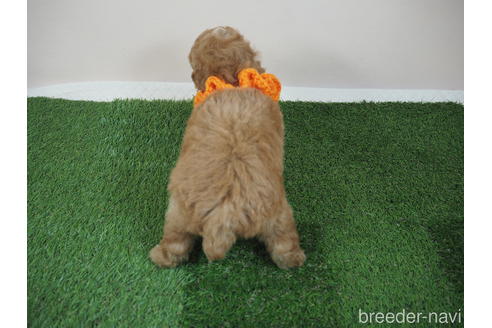 成約済の埼玉県のトイプードル-202399の3枚目