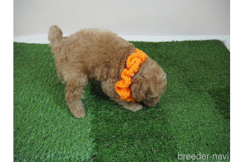 成約済の埼玉県のトイプードル-202399の2枚目