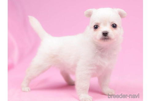 成約済の東京都のチワワ(ロングコート)-204768の2枚目