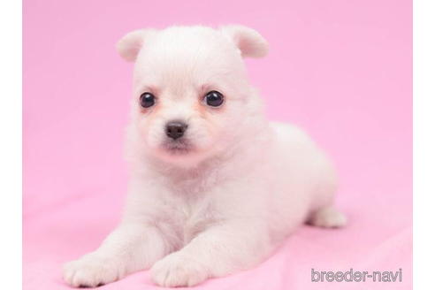 成約済の東京都のチワワ(ロングコート)-204768の4枚目