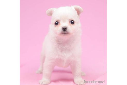 成約済の東京都のチワワ(ロングコート)-204768