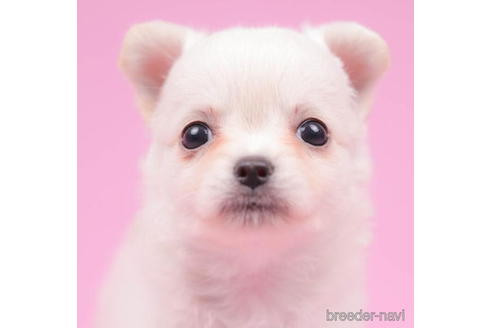 成約済の東京都のチワワ(ロングコート)-204768の5枚目