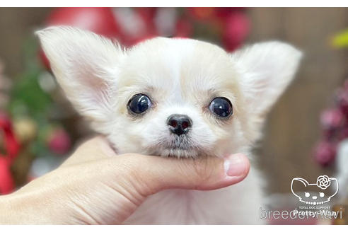 成約済の愛知県のチワワ(ロングコート)-204779の1枚目