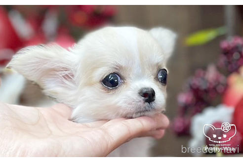 成約済の愛知県のチワワ(ロングコート)-204779の2枚目