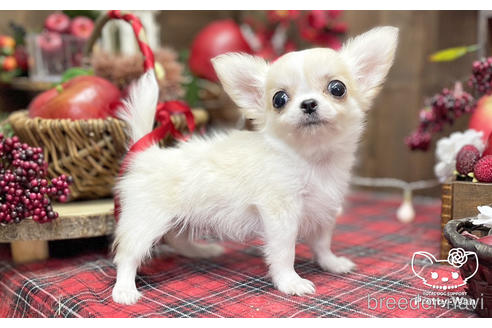 成約済の愛知県のチワワ(ロングコート)-204779の5枚目