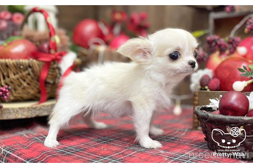 成約済の愛知県のチワワ(ロングコート)-204779の4枚目