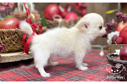 成約済の愛知県のチワワ(ロングコート)-204779の3枚目