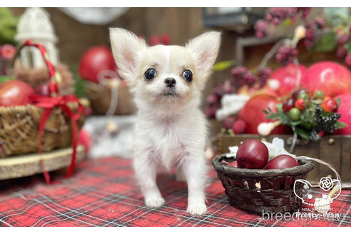 成約済の愛知県のチワワ(ロングコート)-204779の6枚目