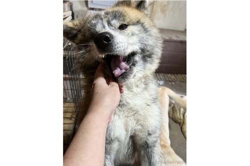 成約済の三重県の秋田犬-180054
