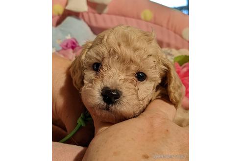 成約済の北海道のタイニープードル-204811