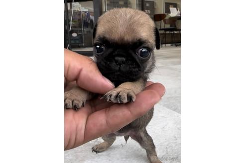 成約済の福岡県のパグ-204841の8枚目