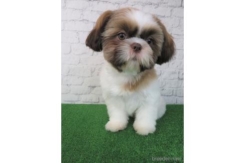 成約済の大阪府のシーズー-193271の5枚目