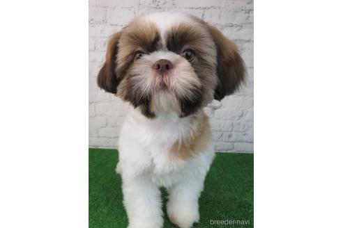 成約済の大阪府のシーズー-193271の3枚目