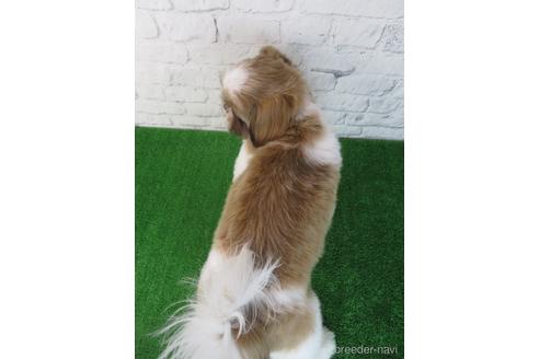 成約済の大阪府のシーズー-193271の2枚目