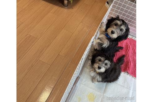 成約済の福岡県のマルックス:マルチーズ×ミニチュアダックスフンド-190185の16枚目
