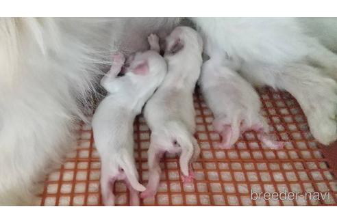 成約済の愛知県のペキニーズ-205026の5枚目