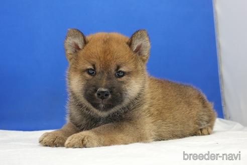 成約済の愛知県の柴犬-203424の1枚目