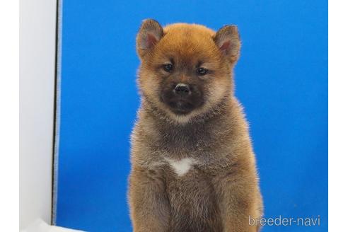 成約済の愛知県の柴犬-203424の4枚目