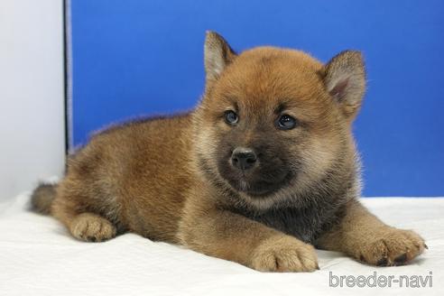 成約済の愛知県の柴犬-203424の5枚目