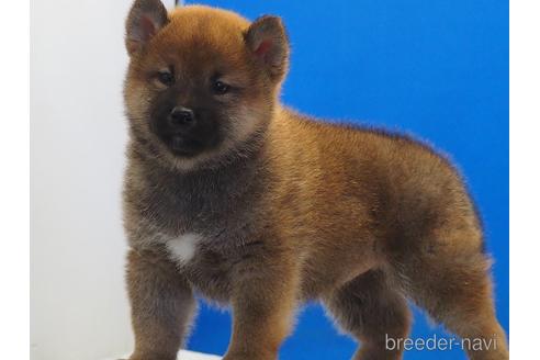 成約済の愛知県の柴犬-203424の2枚目