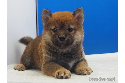 成約済の愛知県の柴犬-203434の2枚目