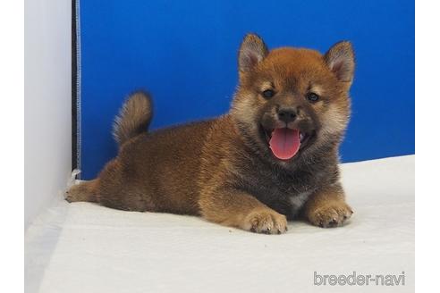 成約済の愛知県の柴犬-203434の1枚目
