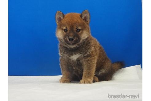 成約済の愛知県の柴犬-203434の3枚目