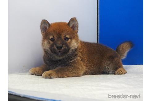 成約済の愛知県の柴犬-203434の4枚目