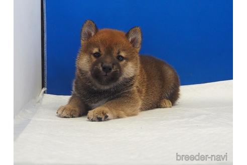 成約済の愛知県の柴犬-203434の5枚目