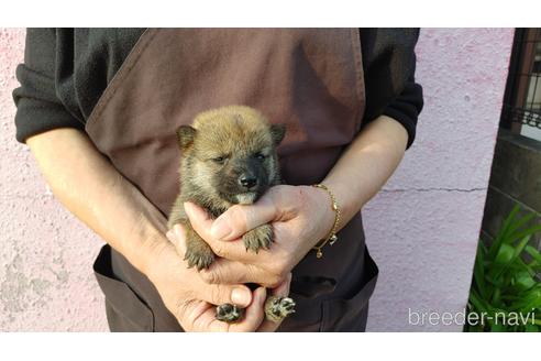 成約済の愛知県の柴犬-202792の1枚目