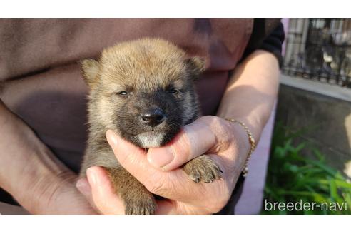 成約済の愛知県の柴犬-202792の2枚目