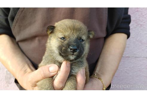 成約済の愛知県の柴犬-202791の1枚目