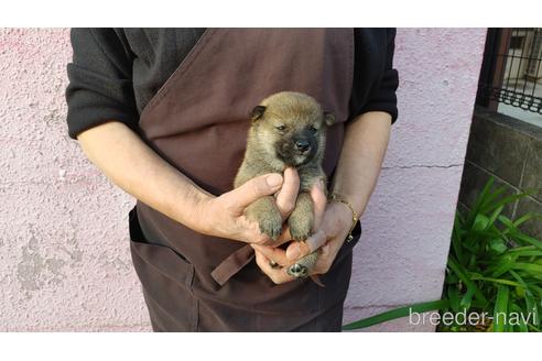 成約済の愛知県の柴犬-202791の3枚目