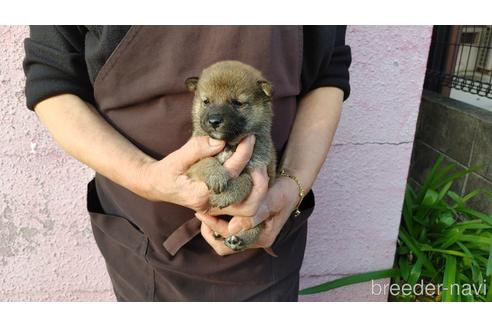 成約済の愛知県の柴犬-202791の2枚目