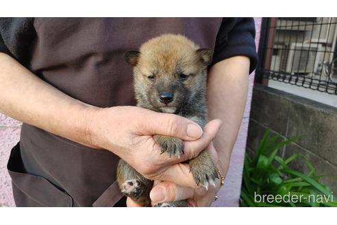 成約済の愛知県の柴犬-202790の1枚目