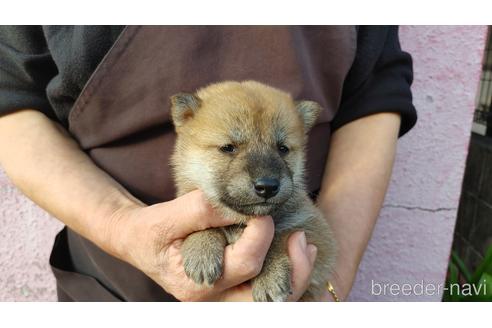 成約済の愛知県の柴犬-202789の3枚目