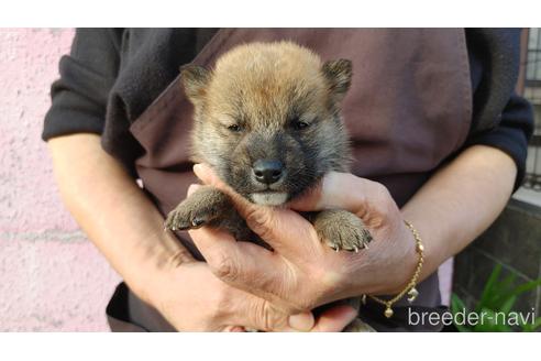 成約済の愛知県の柴犬-202787の2枚目