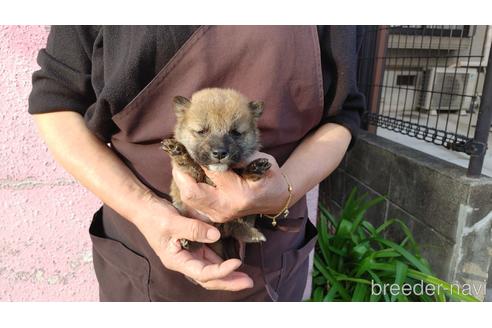 成約済の愛知県の柴犬-202787の1枚目