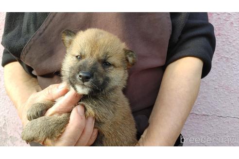 成約済の愛知県の柴犬-202784の3枚目