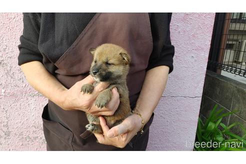 成約済の愛知県の柴犬-202784の1枚目