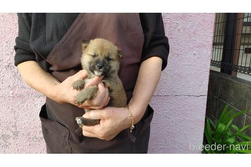 成約済の愛知県の柴犬-202784の2枚目