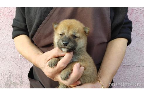 成約済の愛知県の柴犬-202788の4枚目