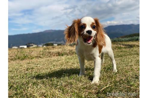 成約済の長野県のキャバリアキングチャールズスパニエル-189885の1枚目